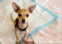 What human foods can dogs eat? Can Dogs Eat Sugar Cubes Salt Or Spicy Food Barkibu Es