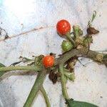 Image result for Discopodium penninervium