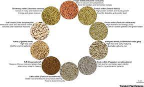 پارتی‌ ئه‌ندامانی‌ تیمه‌ نێوده‌وڵه‌تییه‌كه‌ی‌ دیپۆرت كرده‌وه‌. Small Millets For Enduring Food Security Amidst Pandemics Trends In Plant Science