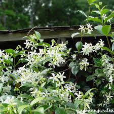 jasmin etoile trachelospermum jasminoides projets de jardins idees jardin jardins