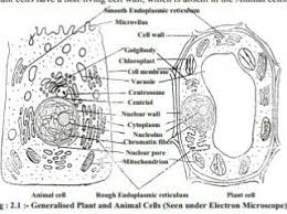Animal cell seen under microscope. Structure And Nature Of Living Cell Ugconects