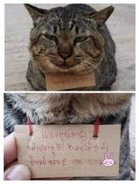 Maybe you would like to learn more about one of these? 3 Hari Hilang Kucing Ini Kembali Dengan Catatan Utang Republika Online