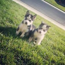 Come see our siberian husky puppies & other puppies for sale today. Siberian Husky Puppies For Sale For Sale In Vacaville California Classified Americanlisted Com