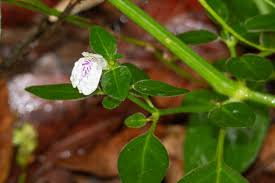 Image result for Justicia protracta