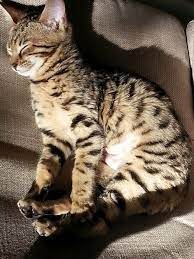 Chanelle Cats Animals Canada