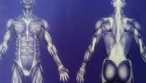 Yoga anatomy by leslie kaminoff and amy matthews | yoga dharma. Yoga Teacher Training Review Online Physiology And Anatomy With Ymca Fit Thought Brick