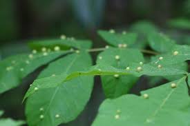 Most common in shady locations. What Causes Leaf Gall And Is It A Serious Problem For Trees Dummer Garden Manage Gfinger Is The Best Garden Manage App