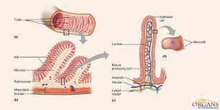 Interesting Small Intestine Facts Human Digestive System Large Bowel Biology Notes