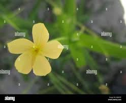 Image result for Tricliceras lobatum