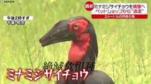 ミナミジサイチョウ 学 名 bucorvus leadbeateri 英 名 southern ground hornbill 概 要 サバンナに生息しており、全身が黒色でのどと眼の周りが鮮紅色をしています。飛べないことはありませんが、飛翔距離が短く、いつも地面を歩いて い. Ebq5fjs2csq19m