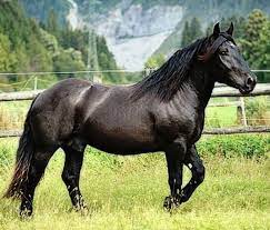 black rappe noriker stallion herzog schaunitz xvi pferde zucht noriker pferde zugpferde