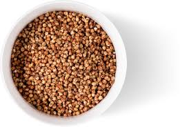 Image result for Sorghum