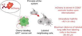 We did not find results for: Generation Of Neighbor Labeling Cells To Study Intercellular Interactions In Vivo Nature Protocols
