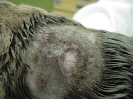 Tips To Prevent Fleas & Ticks & How To Remove Them If Bitten