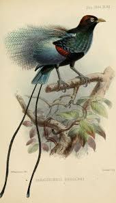 Animal Bird Of Paradise Drawing Ser 5 V 4 1886 Ibis Biodiversity Heritage Library Vintage Bird Illustration Bird Illustration Birds Painting
