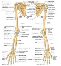 Quizlet has added diagrams ! Long Bone Labeled Quizlet Long Bone Diagram Labeled Quizlet Anatomy Lecture 5 A Long Bone Is An Item Dropped By Any Monster That Drops Big Bones As Well