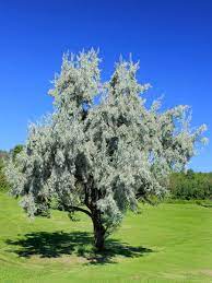 The russian olive tree is native to europe and western asia. Russian Olive For Sale Treetime Ca