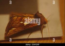 Image result for Plusia putnami