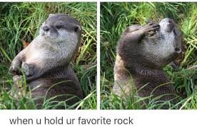 Happy Otter Get Daily Funny Funny Memes Memes Video Lol Pic Picoftheday Interesting Quotes Funny Twit Cute Creatures Cute Animals Cute Baby Animals
