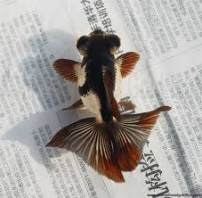 14 goldfish art goldfish fish