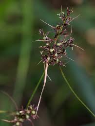 Image result for Scleria