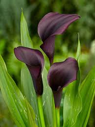 Maybe you would like to learn more about one of these? Amazon Com Breathtaking Spectacular Black Calla Lily Odessa Bulb Plant Root Start Garden Outdoor