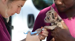 Mobile clinic expands access to vet care amid SC doctor shortage