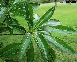 Image result for Rauvolfia afra