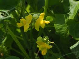 Image result for Vigna umbellata