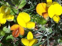 Image result for Argyrolobium tomentosum