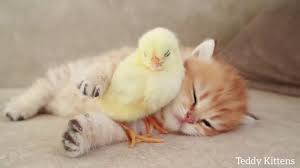 Here are 3 possible meanings. Kucing Lucu Tidur Dengan Ayam Kecil Youtube