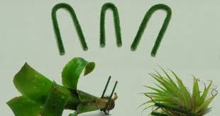 New England Herpetoculture Llc Do It Yourself Custom Terrarium Vivarium Supplies Terrarium Plants Terrarium Diy Terrarium Supplies