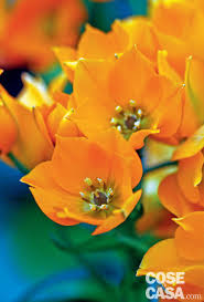 Mar 26, 2019 · fiori di campo gialli. Piante Fiorite In Appartamento Cose Di Casa