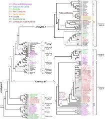 Image result for Diospyros consolatae