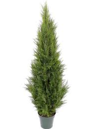 Kunst Conifeer Cypress Rasteniya
