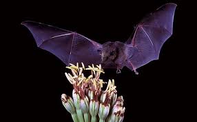 My pop had to cover his corn with netting to keep the varmits away. The Benefits Of Bats Stark Bro S