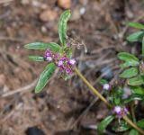 Image result for Gisekia africana