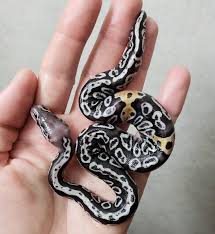 Axanthic Black Pewter Ball Python Wow This Is Beautiful Black Pewter Cypress Paradox Het Puzzle Danger Noodle Beautiful Pewter