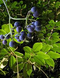 Although native to the mediterranean, bay trees grow in most areas of australia and tolerate coastal conditions. Bush Tucker Plants Plus Cumberland Forest