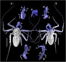 The Phylogeny Of Fossil Whip Spiders Bmc Ecology And Evolution Full Text