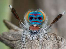 This species of jumping spiders have urbanized themselves and can be also found in human settlements or indoors at times. Tiny Dancers University Of Cincinnati