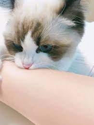 고양이의 만지면 안되는곳.jpg - 웃긴자료 ‥‥‥‥‥、 - 도탁스 (DOTAX)