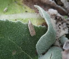 Image result for Nothris verbascella