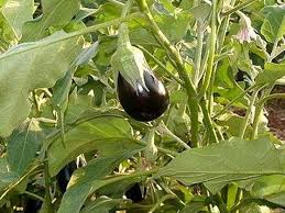 Cultiver Des Concombres Guide Pratique Cultiver Plante Potagere Aubergine