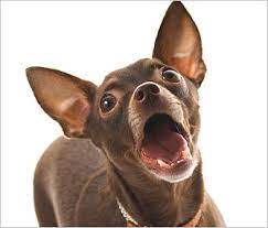How Can I Stop My Dog From Barking At Noises