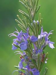 Image result for Buchnera longispicata