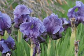 Autumn rain stock vectors, clipart and illustrations. The National Flower Of Palestine Faqqua Iris This Week In Palestine