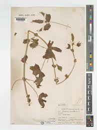 Image result for Hibiscus surattensis