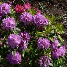 Azalee Rhododendron Goldflimmer Plants Backyard Vegetables