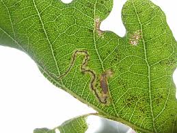Image result for Stigmella roborella